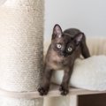 10年前に行方不明になった愛猫が発見された！　喜びもつかの間、飼い主が…
