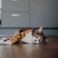 猫が『床に落ちている』姿を目撃できるシーン3つ　起こりやすい場所や…