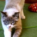 子猫を守る先住犬…保護猫を迎えて家族がひとつに！