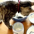 問い合わせ多数！可愛い猫ちゃん食器♪