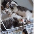 シャーシャーと『威嚇していた保護子猫たち』→4日目になると…まるで別…