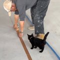 職人さんがテープを貼っていると、子猫が…作業をしているそばで見せた…