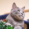 Laylaの１２猫占い 12/23～12/29までのあなたと猫ちゃんの運勢