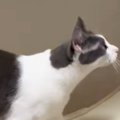 キャットホイールを使う猫→よく見たら…思わず2度見する『驚愕の光景』が22…