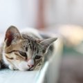 猫が『捨てられた』と誤解するかもしれない行動４つ