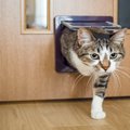 『猫用ドア』を導入するメリット3つ　より快適に過ごせる？取り付ける…