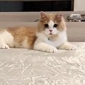 シーツの上で待機する猫→波のように動かしてあげると…ほっこりするや…