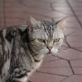 猫が突然『狂暴』になる4つの理由と予防策