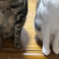 座っていた2匹の猫ちゃん→飼い主さんが『カメラを向けた』次の瞬間…息ピッ…