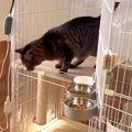 17匹の元保護猫と暮らす飼い主が猫の新居を“手作り”→親子猫には専用の部屋…
