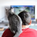猫が『テレビ』を見つめているときの心理4つ　思わず夢中になる理由や好み…