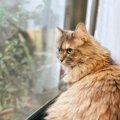 【猫心理】退屈？外で遊びたい？『窓の外を眺める猫』の気持ち4選