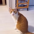 猫に呼ばれてついて行ってみた結果…テレビの前で見せた『可愛すぎるお…
