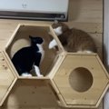 こうすればいいにゃ！猫ちゃんが編み出した喧嘩の必勝法とは？