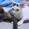 猫の反応は4匹4様！雷が落ちた時の可愛いリアクションに『いろいろと…