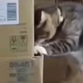ダンボールを見つめる猫→突然立ち上がったと思ったら…ペットカメラが捉え…