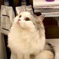 『長毛種の猫』をお風呂に入れた結果…『まさかすぎる変化』に涙がでる…