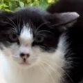 庭に遊びに来ていた『険しい顔つきの子猫』→保護された結果…1か月後の…