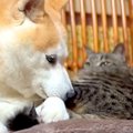 嵐の夜、雷を怖がる犬→寝ている猫のところに行くと…あまりにも『ほほ…