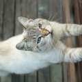 猫が賃貸住宅の柱で爪とぎ…どうしたらいい？対処法や予防法は？