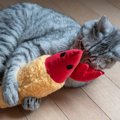 猫にとって『ぬいぐるみ』はどんな存在？考えられる5つの気持ち　友達だと…