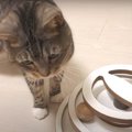 気付いちゃったにゃ！猫ちゃんの新しい遊び方