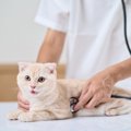 猫が『弱っている時』に見せる4つのサイン　様子別の対処法も解説