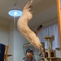 恐るべし！猫ちゃんの身体能力がスゴイ