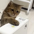 ヒーターをつけてほしい猫が、『驚きの行動』に……笑ってしまうやり取…