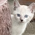 『庭に現れた白い子猫』を家族に迎えて１年→『模様』も変化して…劇的なビ…