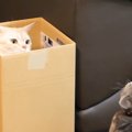 瞑想する猫ちゃんと迷走する猫ちゃん