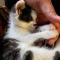 『国道で轢かれそうになっていた赤ちゃん猫』を保護して３年後…胸がギュッ…