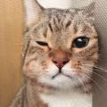 飼い主がベランダに出ると、猫が『危ないよ』と言わんばかりに…一生懸…
