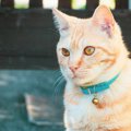 猫に『鈴』をつけると危険？4つのメリット・デメリットと注意するポイント