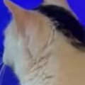 リビングから『ポポポポポポポポポ』と謎の音→見に行ったら…猫の行動に笑…