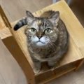 これぞ猫飼いの鑑…！『お気に召すがままに』愛ある姿勢が話題に♡