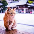 愛猫の『七五三』をするなら…お祝いアイデア3選　何歳のときが最適？何を…