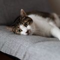 猫が留守番できるのは何日間？飼い主が知っておくべきポイント