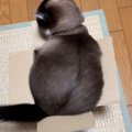 段ボール箱に入りたい猫→何度も『おしり』を動かして…可愛すぎて笑ってし…