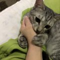 猫が眠れないときにする行動８つ