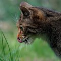 猫が虫を食べてしまったけど大丈夫！？危険なムシ4選