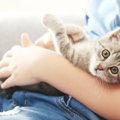 三味線に猫皮が使われる理由について