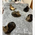 朝起きたら腰が激痛だった飼い主→ベッドの上を見てみると、猫が…思わ…