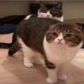 『待ってるニャ！』ドアの前で待機する可愛い親子猫さん♪