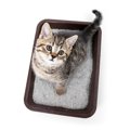 猫のトイレを自作しよう！お手軽DIYの方法