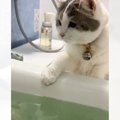 飼い主さんが"お風呂"に入っていると、"猫"がやって…