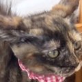 突然、全身の毛を逆立てて『やんのか』し始めた子猫…尊すぎる光景が19万再…