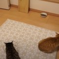 簡単即席！猫ちゃんの壁かじり防止アイテムとは？