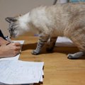 にゃにしてるの？パパの勉強を邪魔する猫さんが可愛い♡