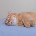 『あと5分だけ…』まるで人みたいに寝起きの悪い猫　127万人がほっこり…